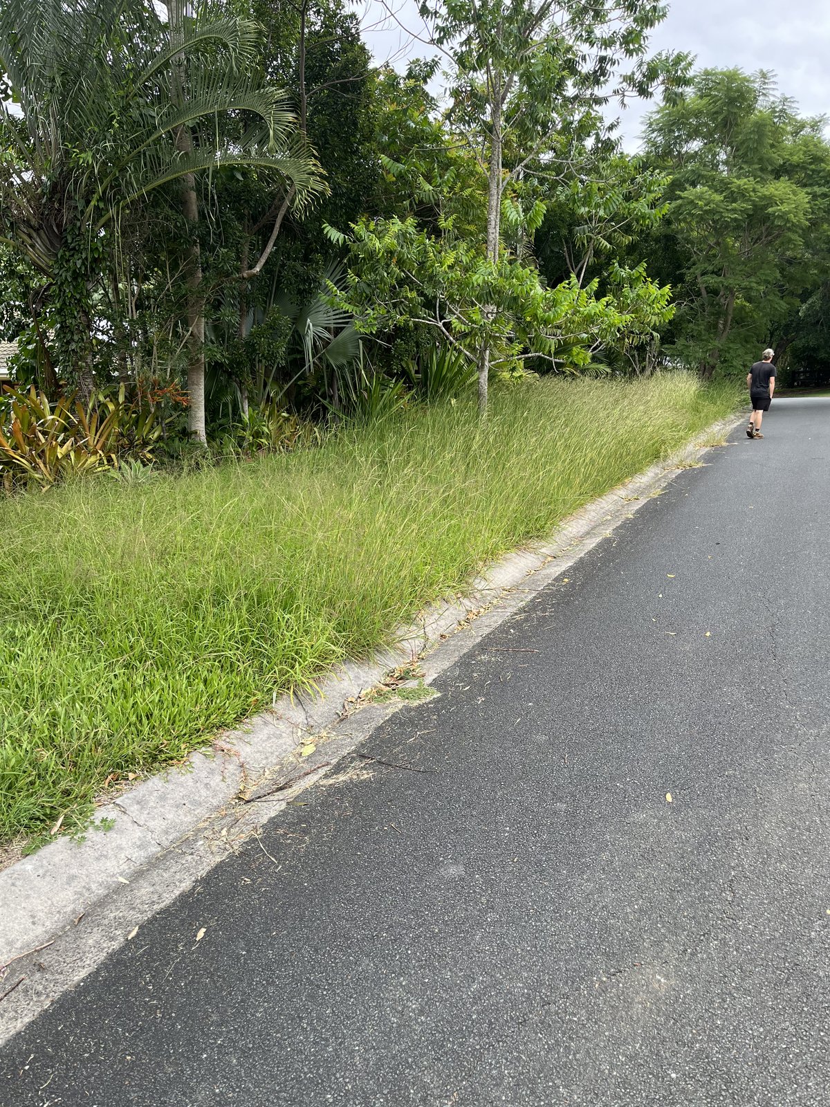 Overgrown grass strip along roadside before mowing
