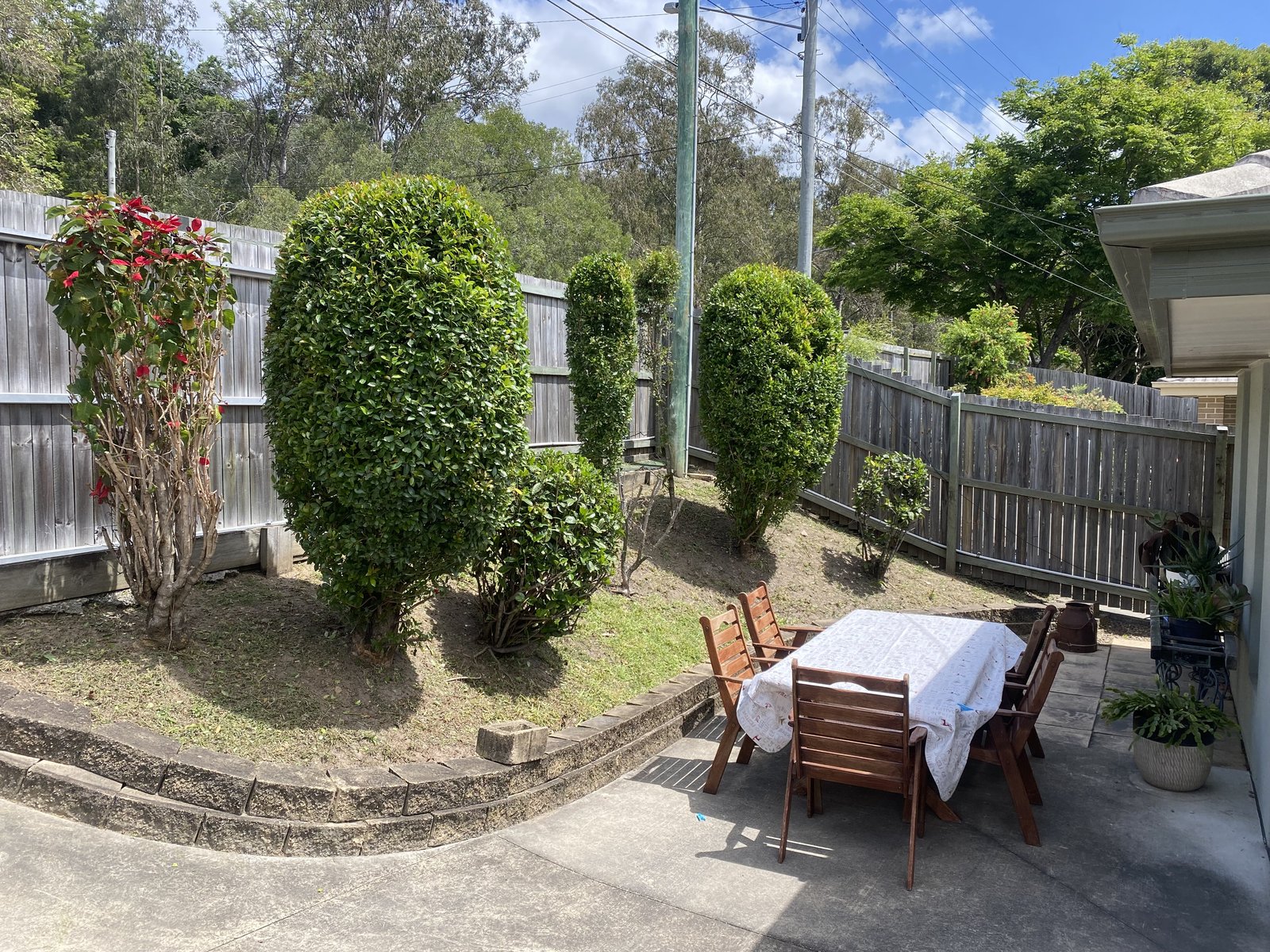 Backyard after hedge trimming and tidy up