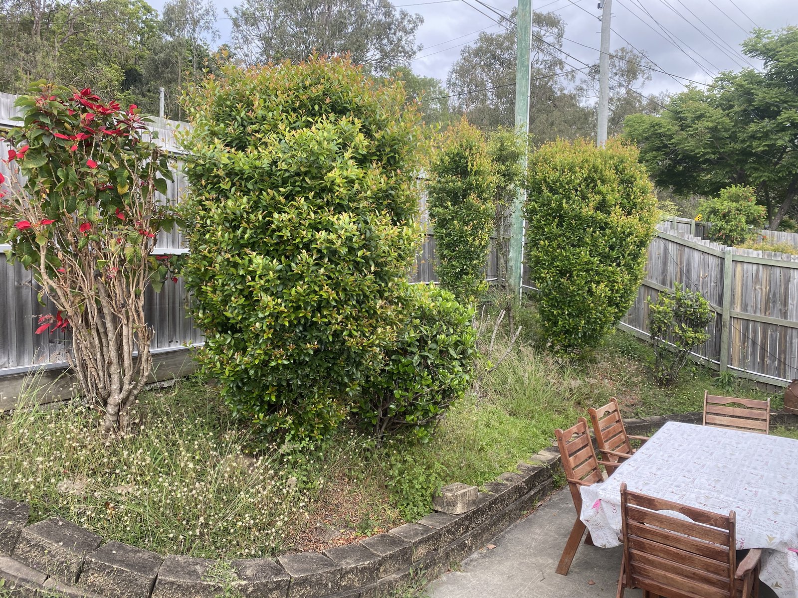 Backyard before hedge trimming and tidy up